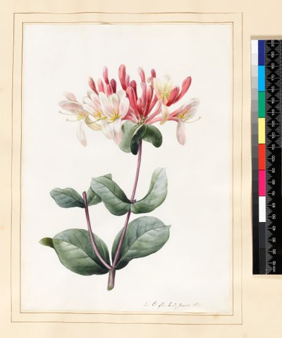 Lonicera Periclymenum (Kamperfoelie) 1830 door Louise DOrleans